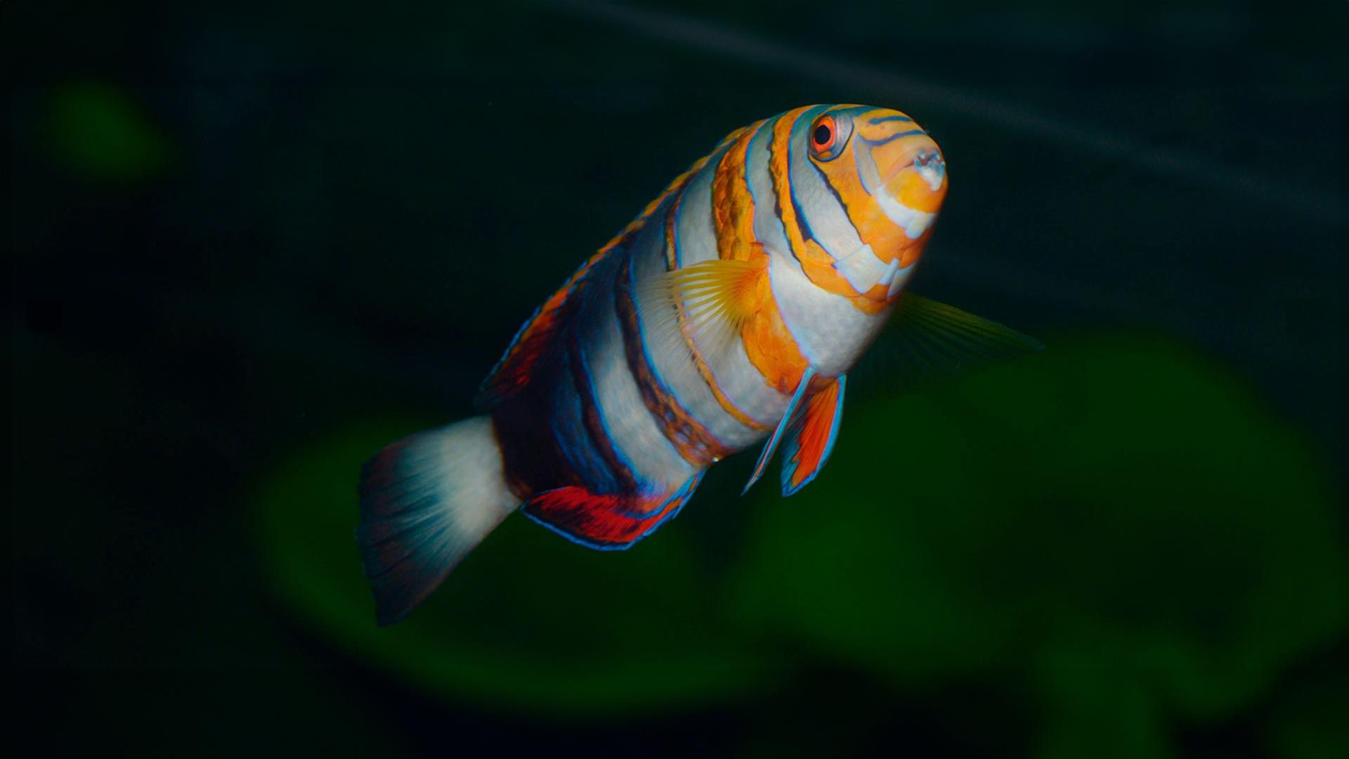 Harlequin Tuskfish Poema Del Mar Aquarium Gran Canaria