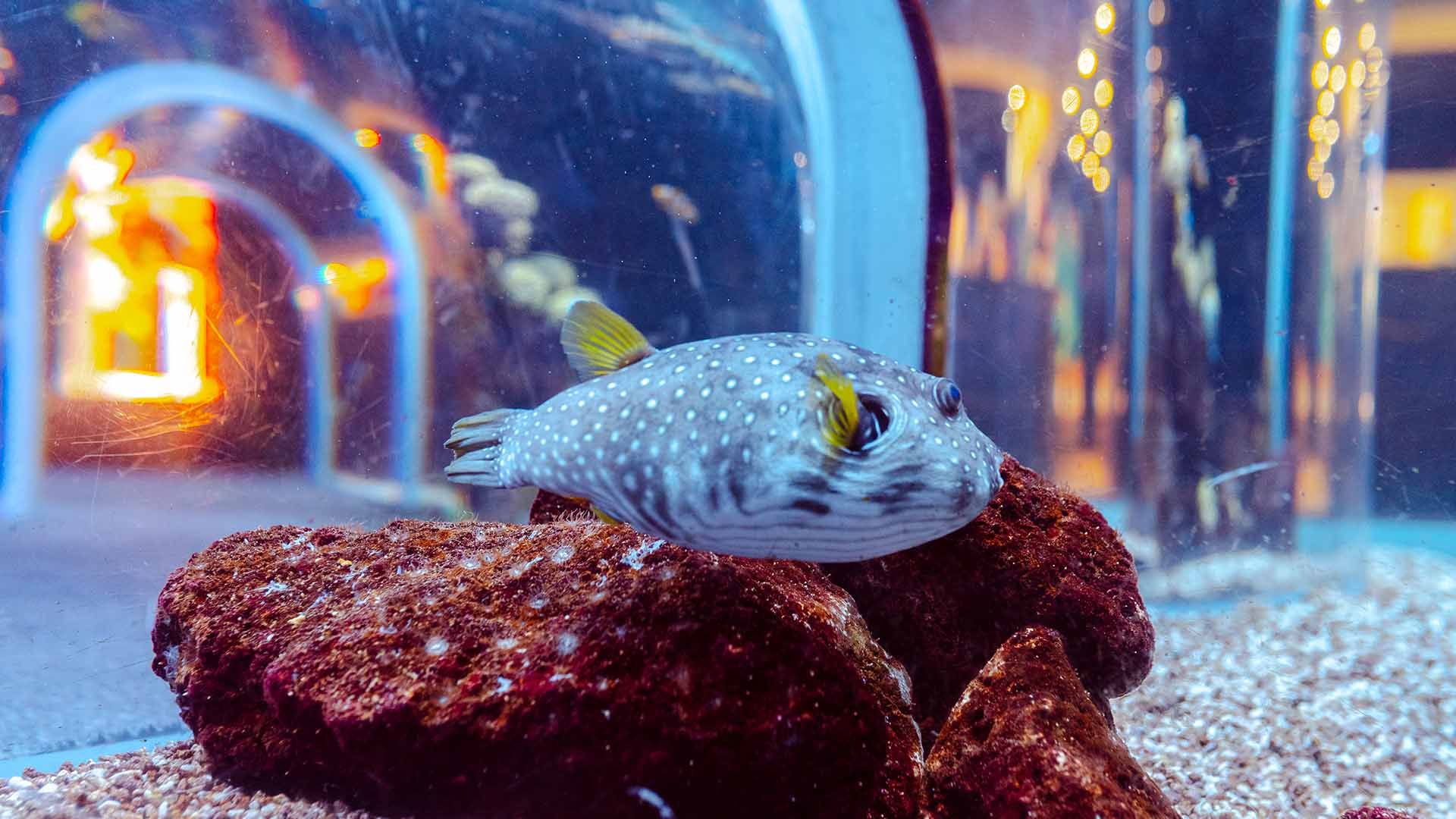 Pez globo de puntos blancos Poema Del Mar Acuario Gran Canaria