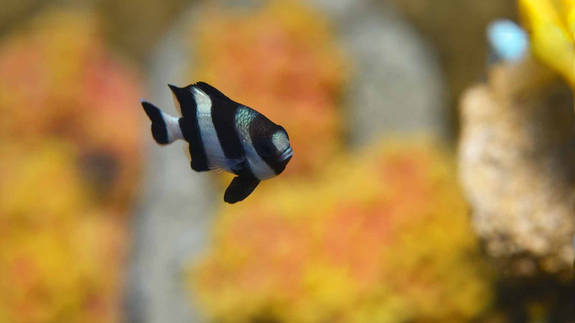 Three Striped Damselfish