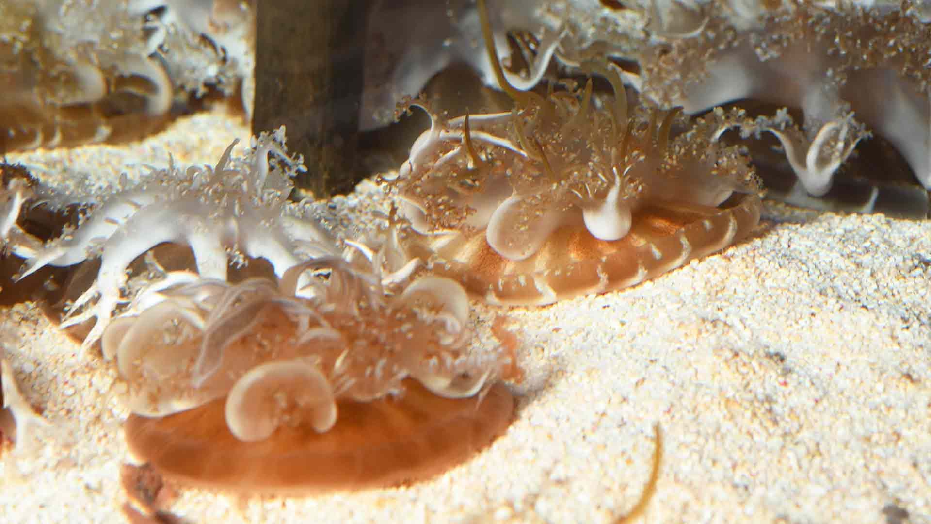 Upside Dowm Jellyfish