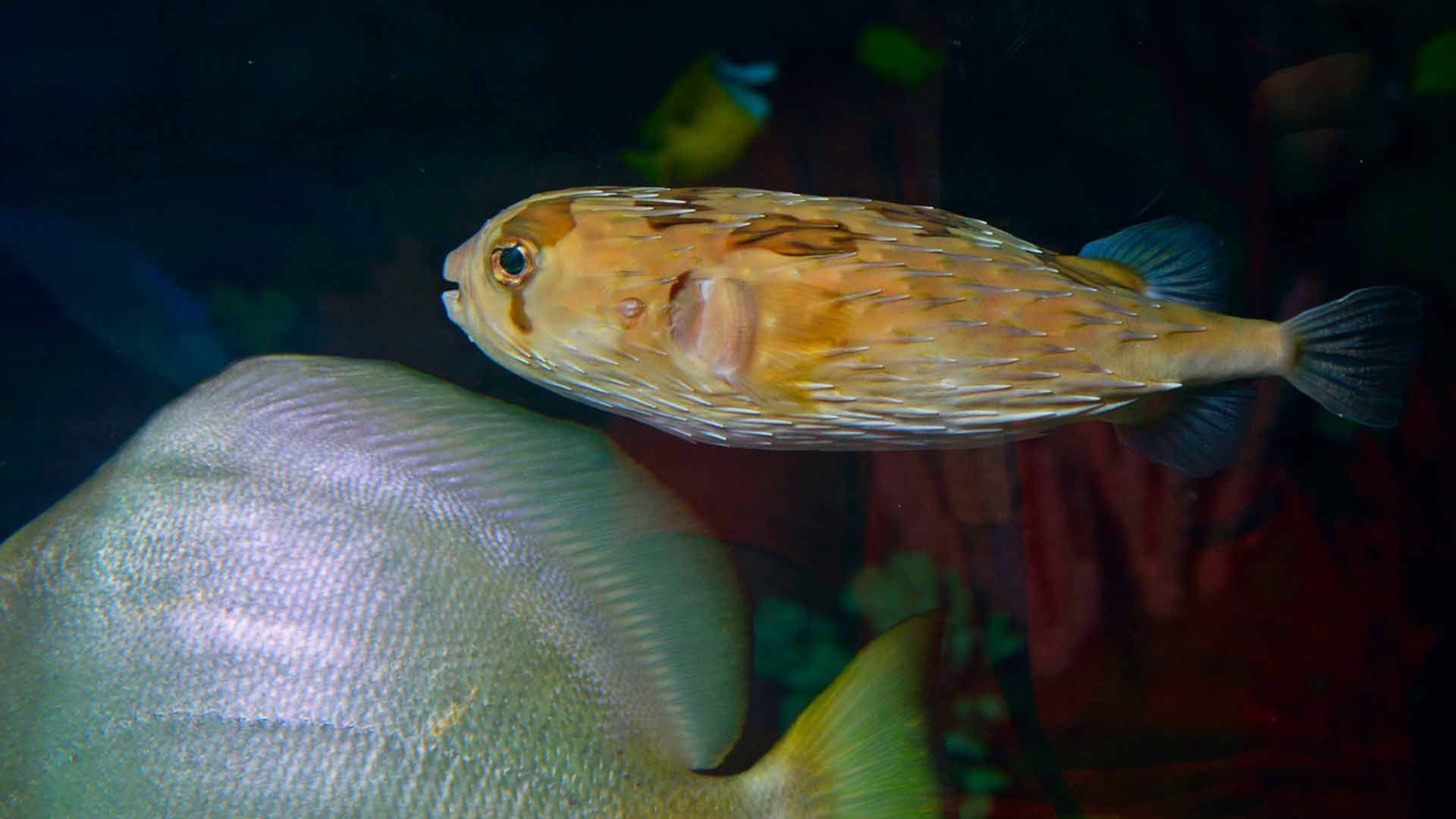 Long Spine Porcupine Fish