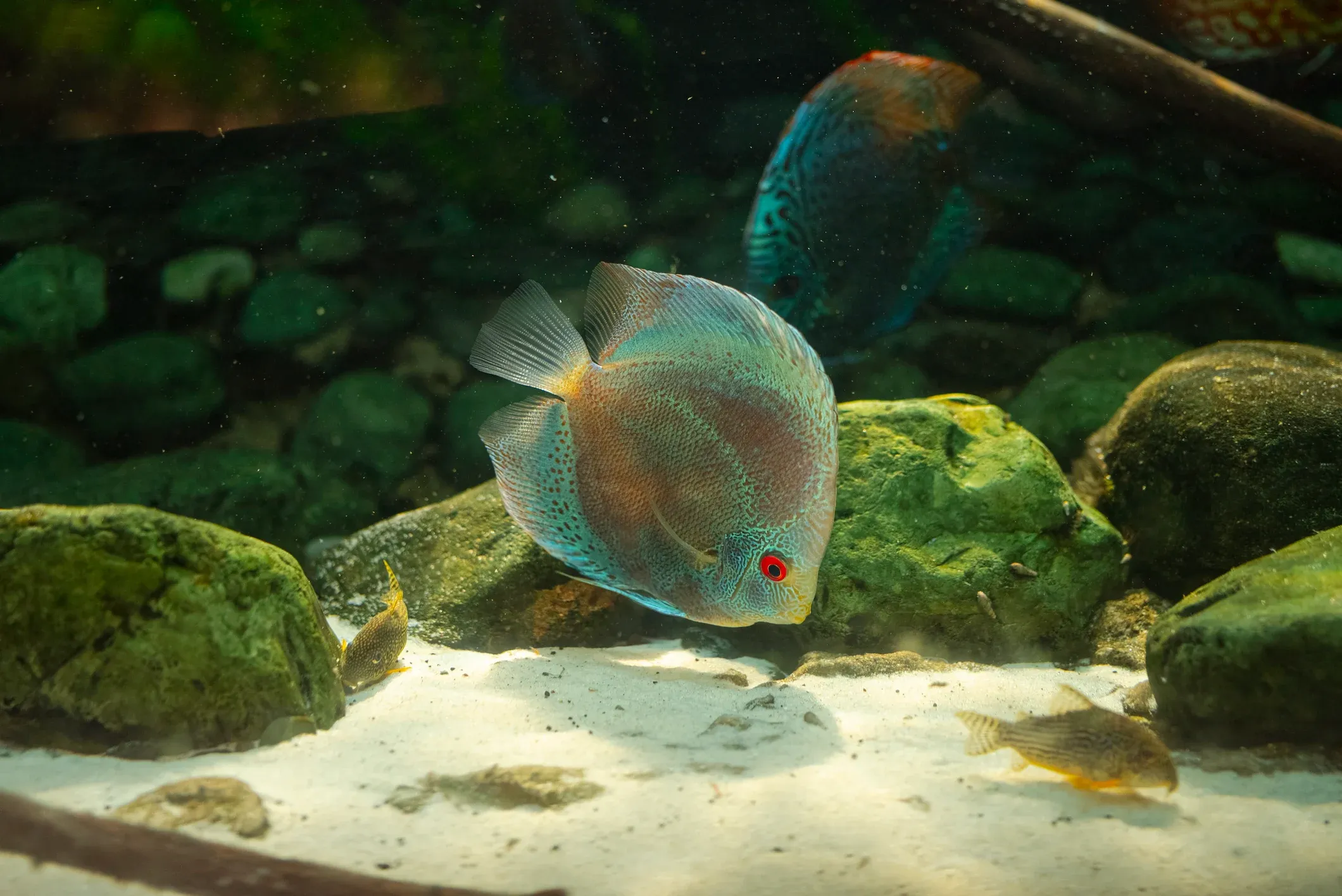 Precioso ejemplar de Pez Disco en Poema del Mar
