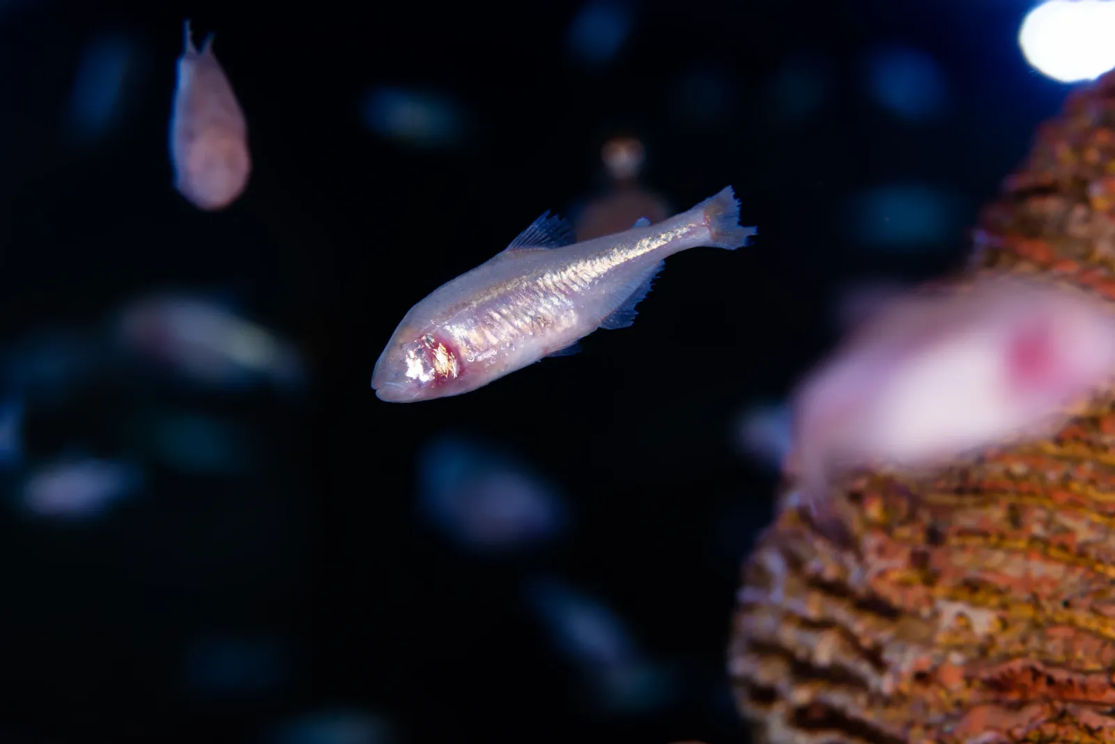 Tetra Ciego (Astyanax jordani)