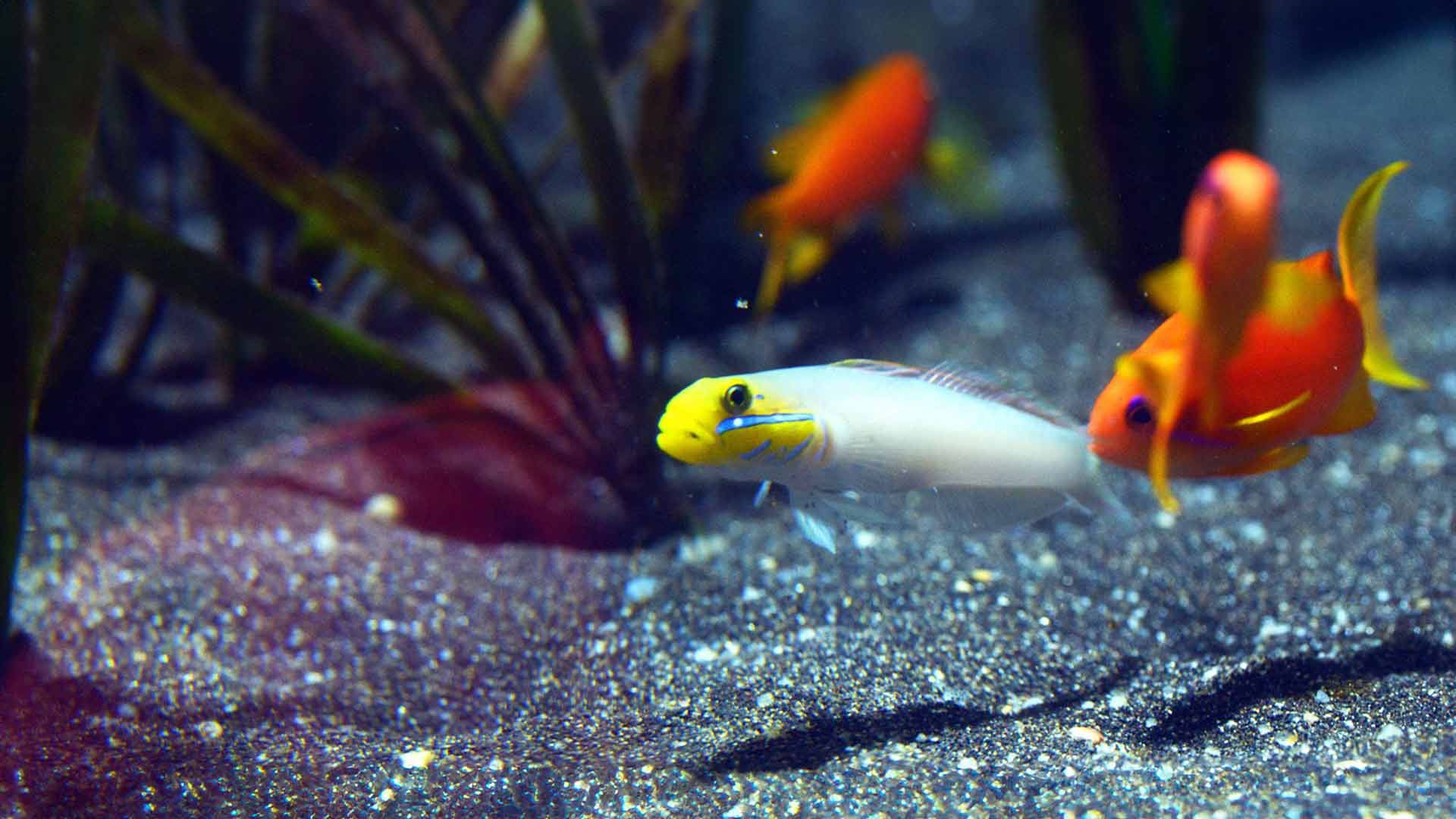 Golden Head Sleeper Goby