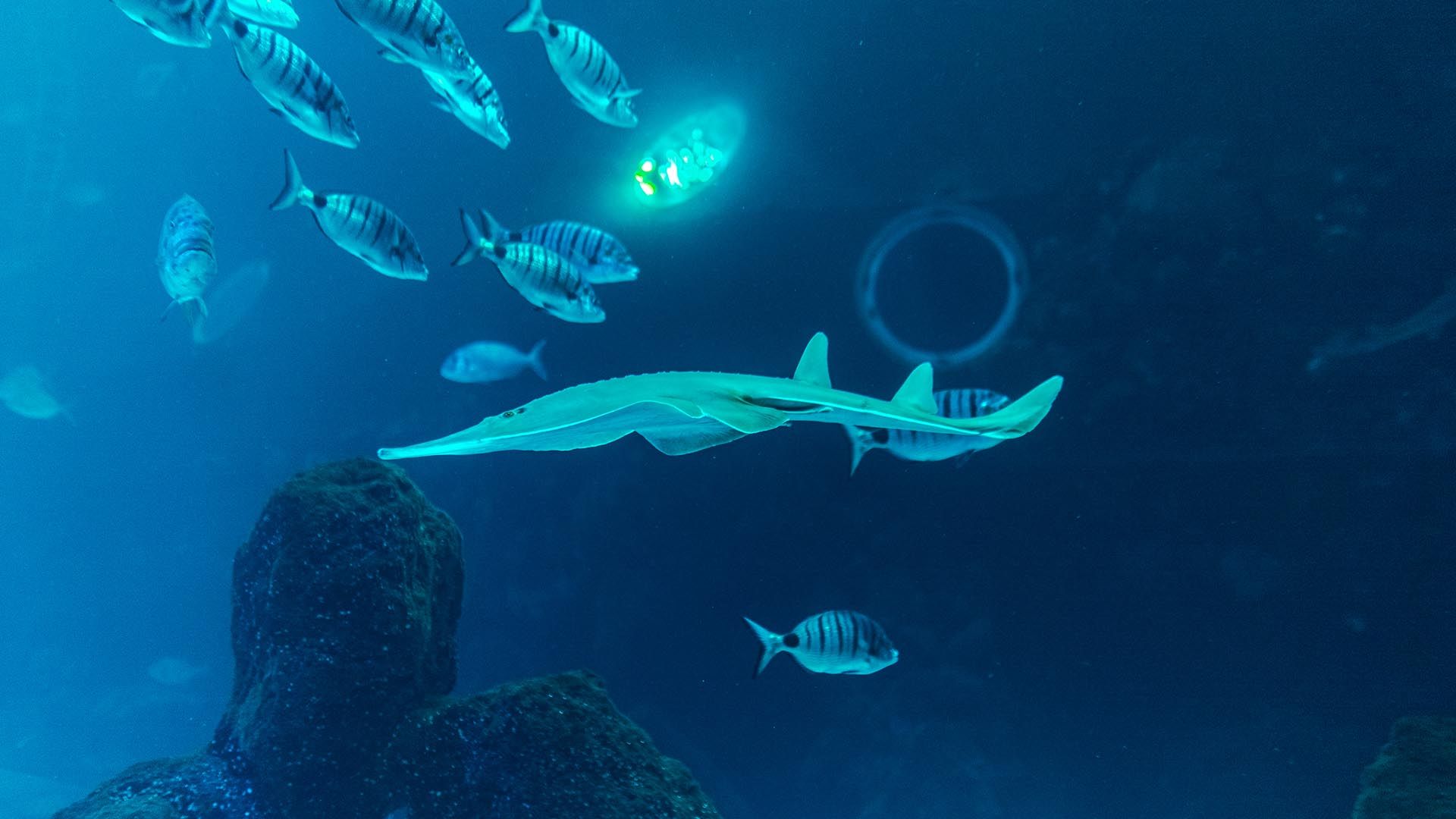 Pez guitarra barbanegra Poema Del Mar Acuario Gran Canaria