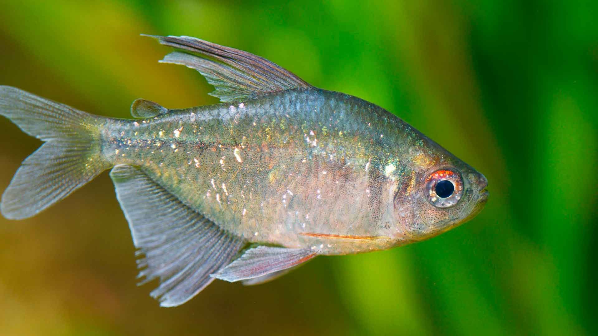 Diamond tetra Poema del Mar Aquarium Gran Canaria