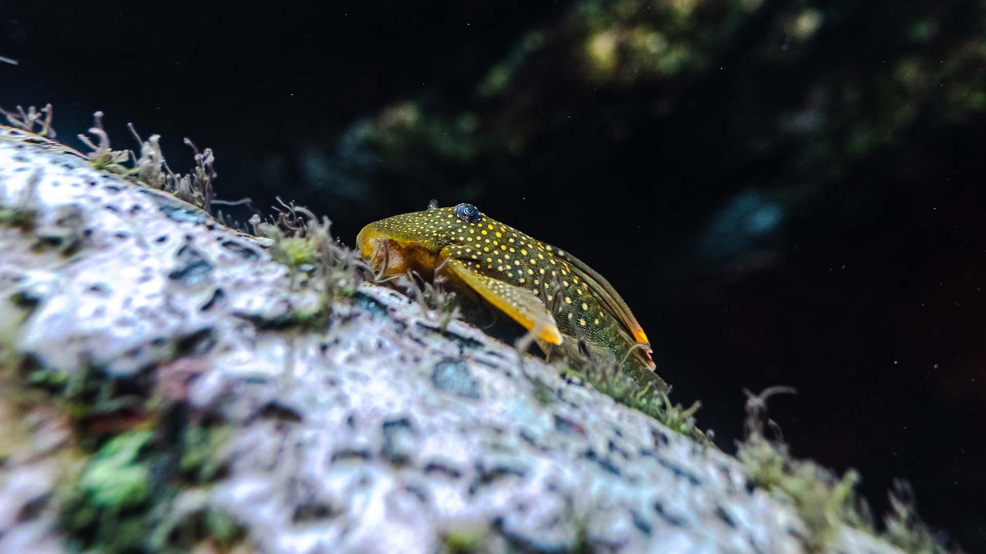 Pleco cola de lira punteado Poema del Mar Acuario Gran Canaria