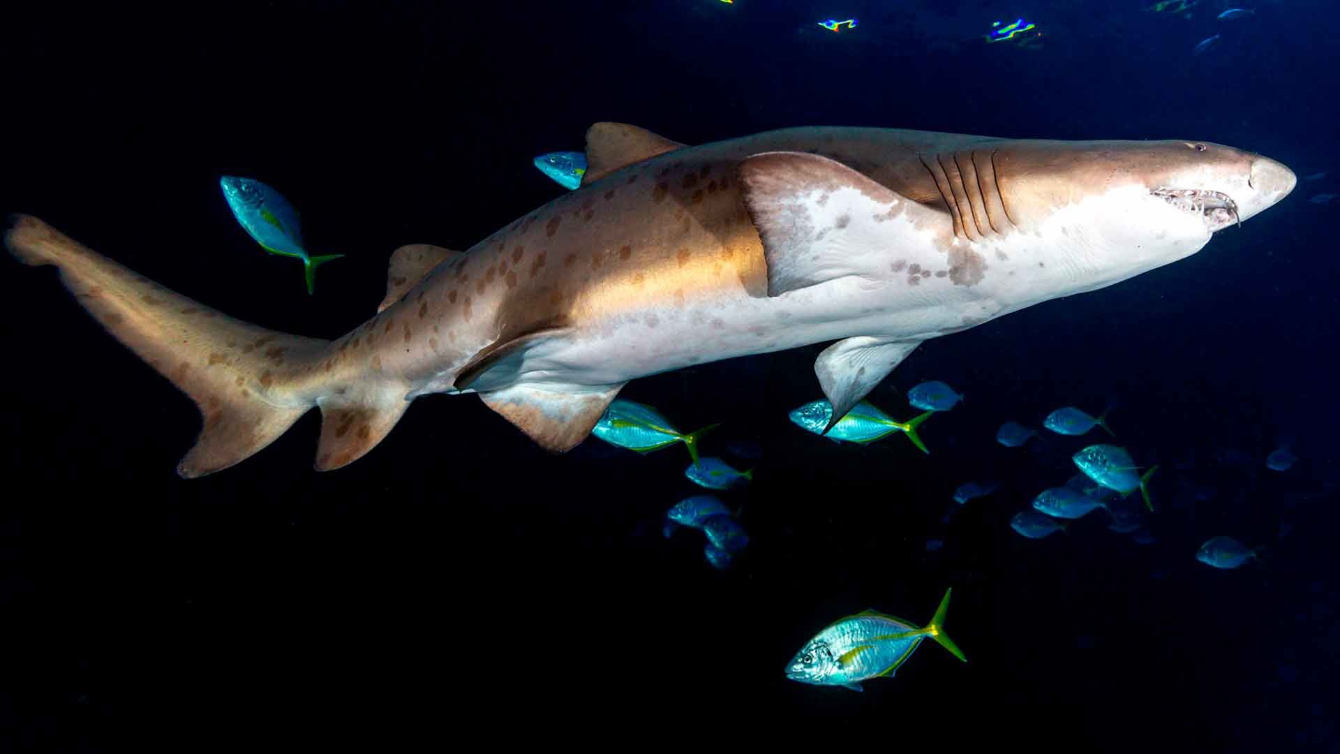 Sand Tiger Shark