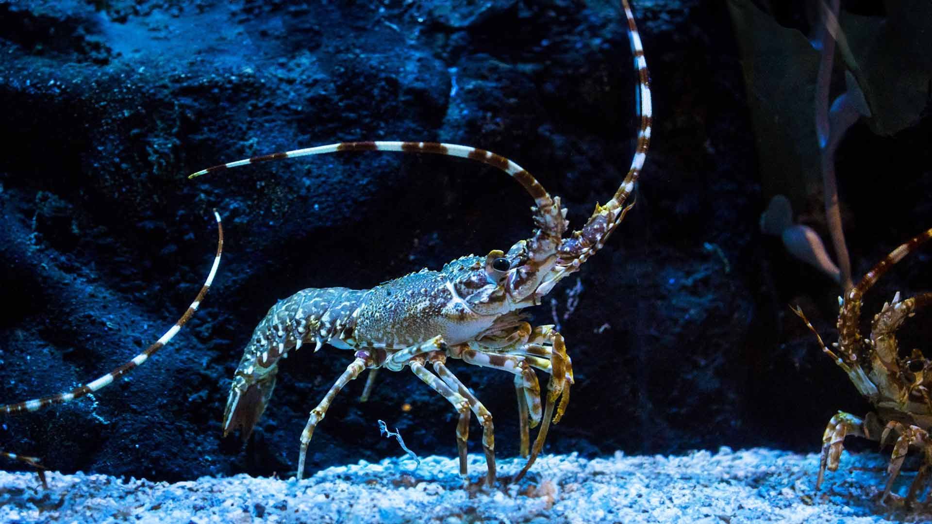 Pink Spiny Lobster