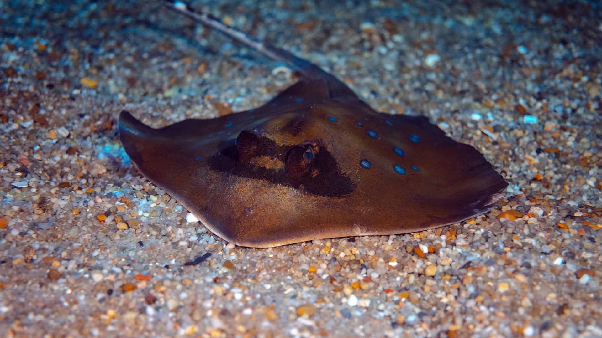 Blue-spotted stingray Poema Del Mar Aquarium Gran Canaria