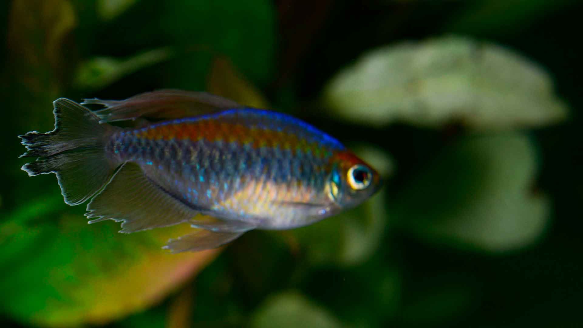 Congo Tetra