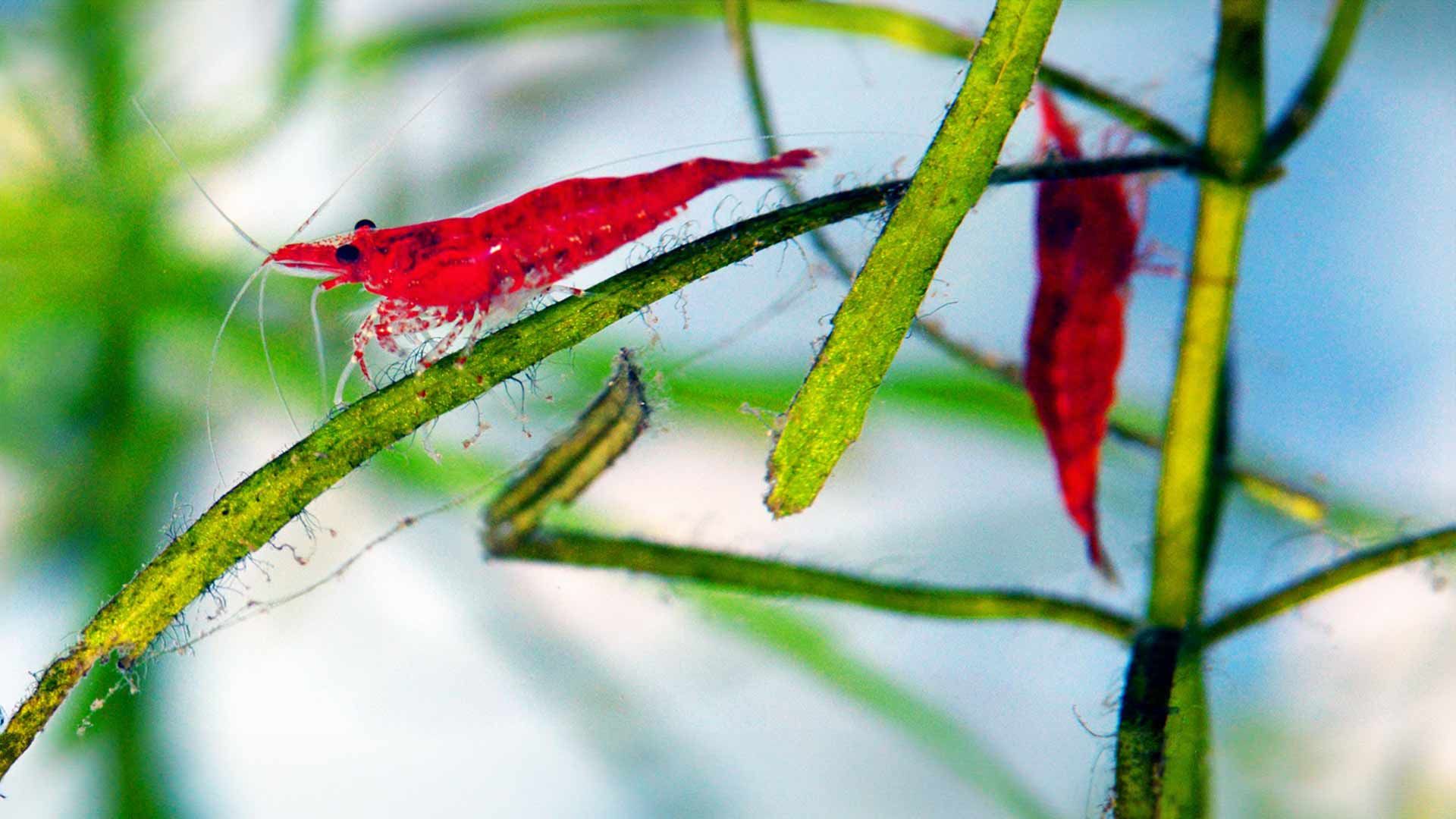 Cherry Shrimp