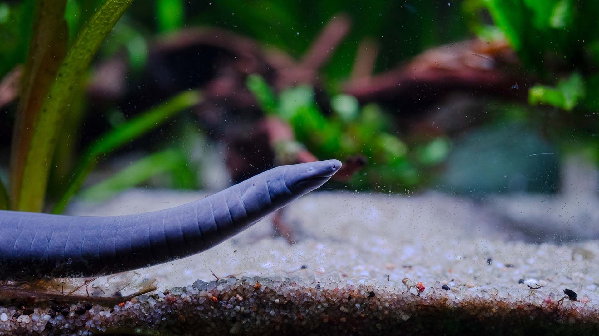 Schwimmwühle Poema del Mar Aquarium Gran Canaria