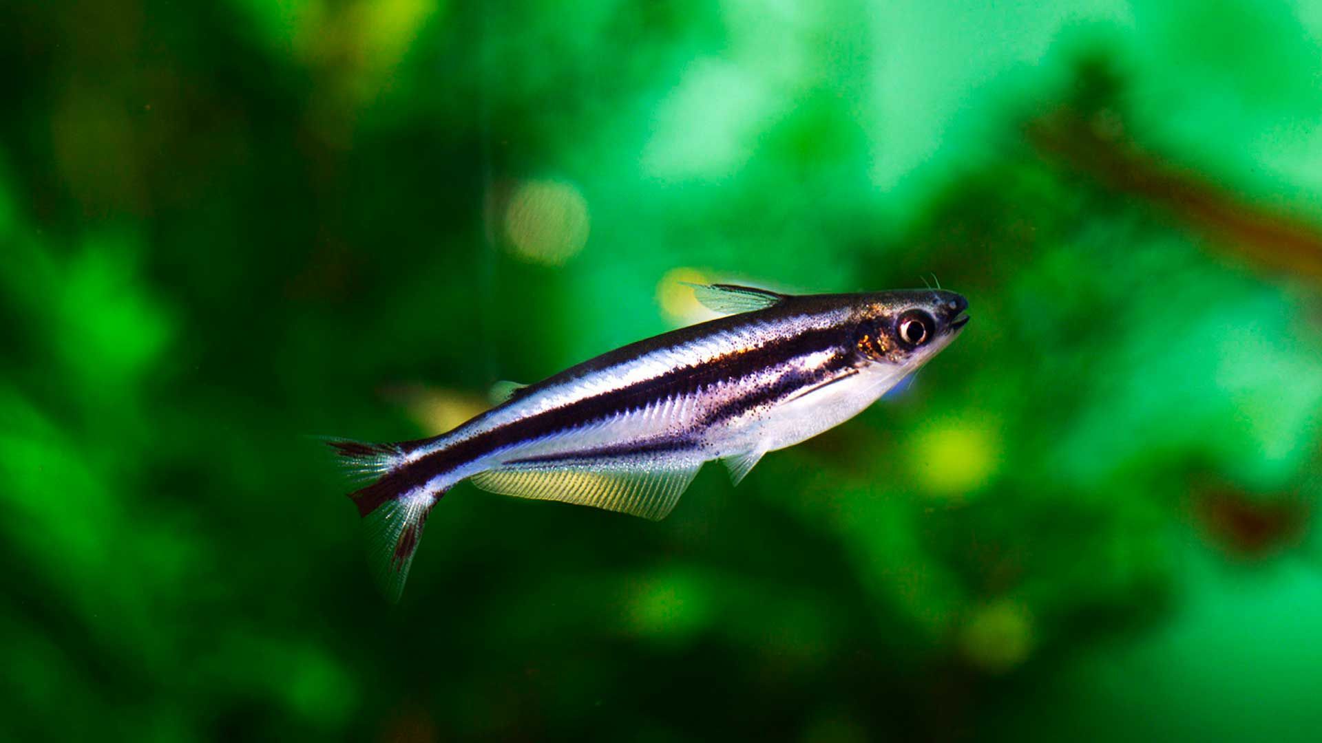 Pez Gato de Linea Negra Poema del Mar Acuario Gran Canaria