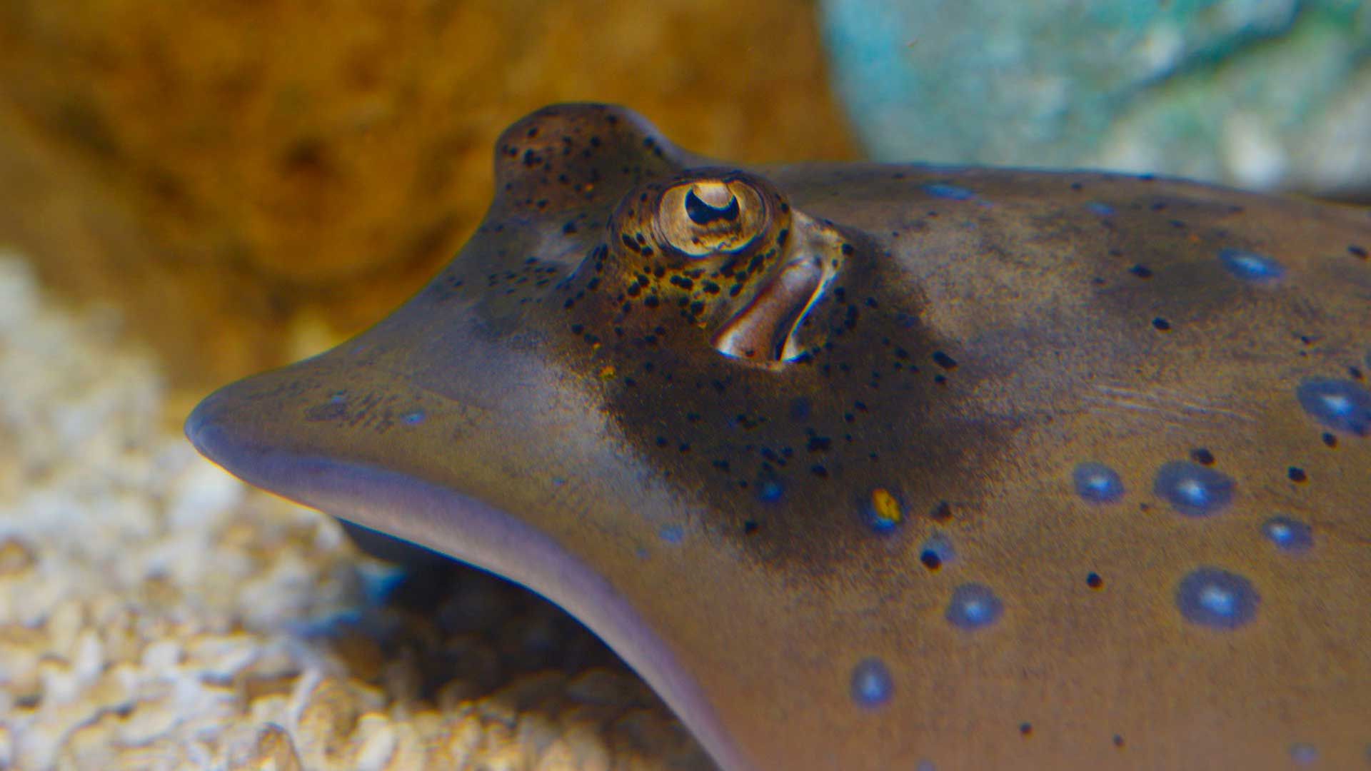 Bluespotted Ribbontail Ray