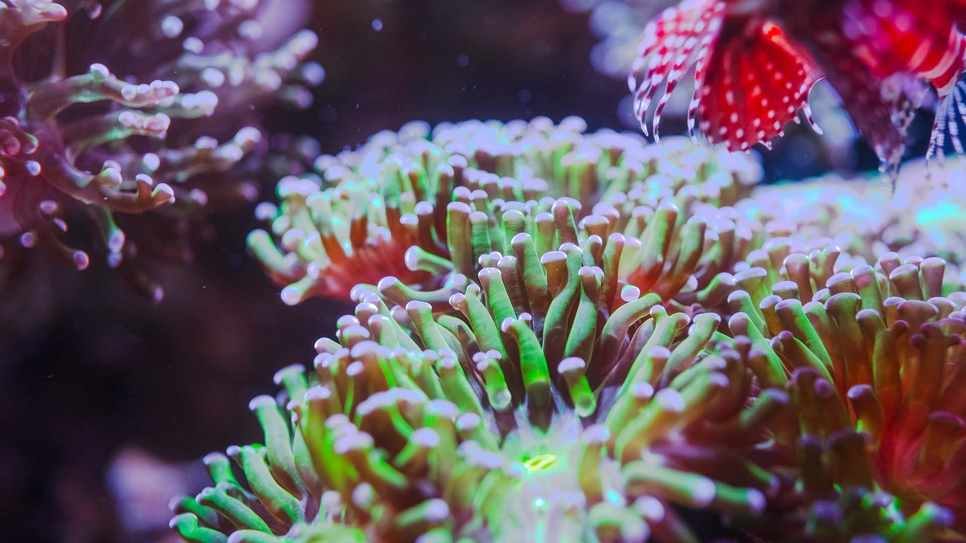 Großpolypige Steinkoralle Poema Del Mar Aquarium Gran Canaria