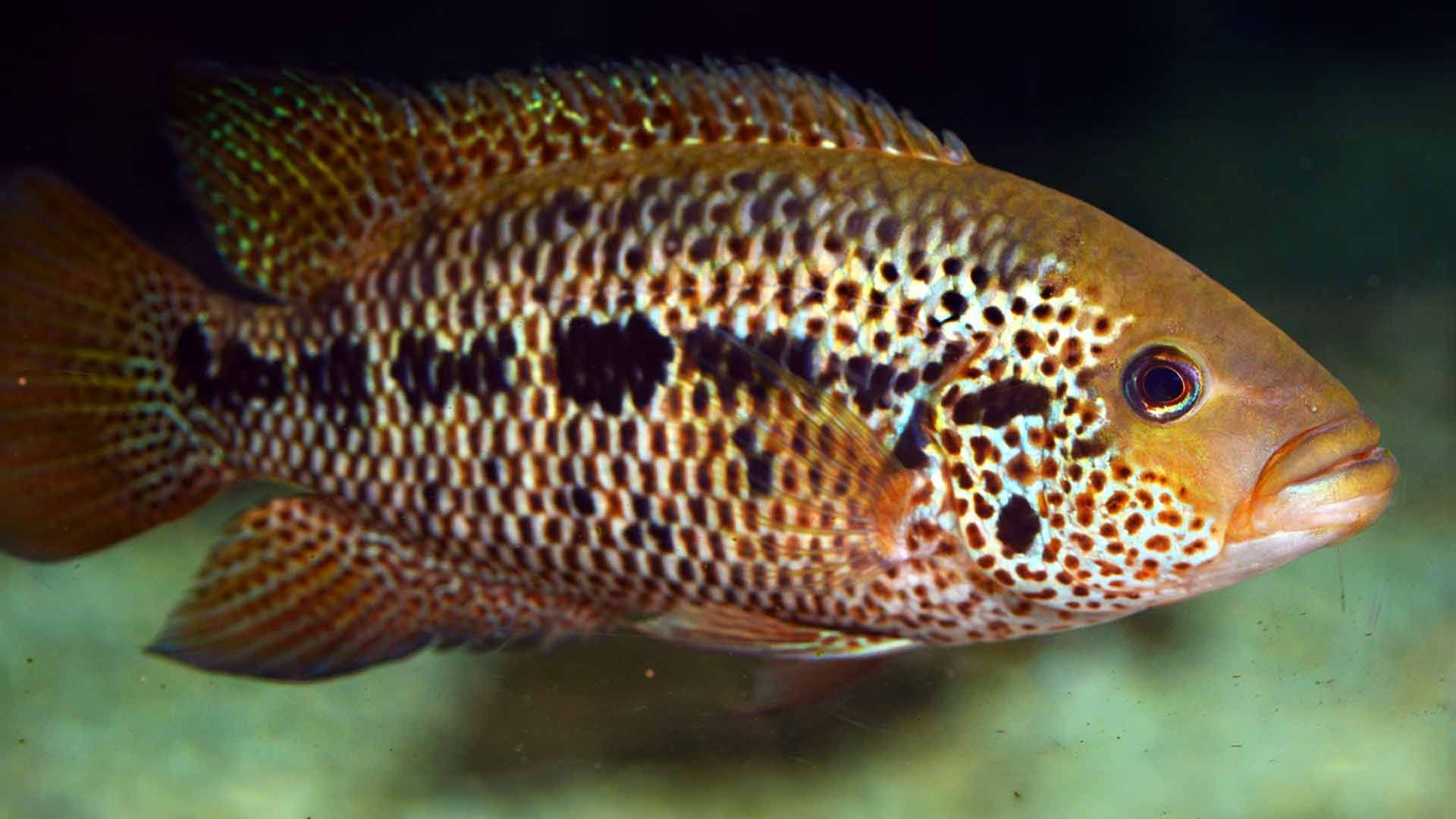 Mayan Cichlid