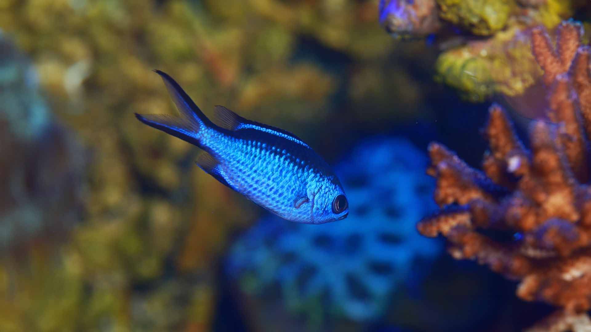 Blue Damselfish