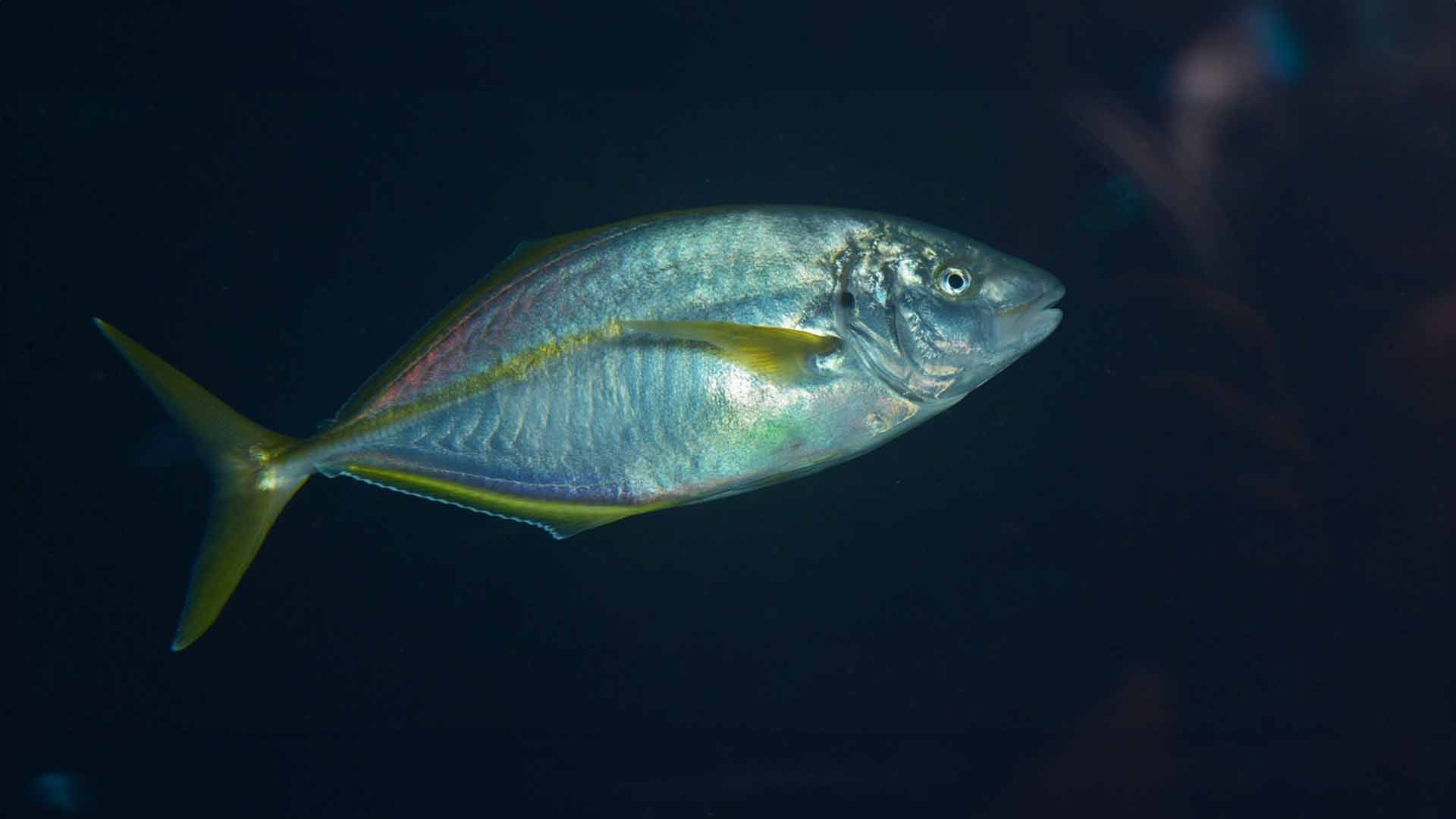 White trevally Poema Del Mar Aquarium Gran Canaria