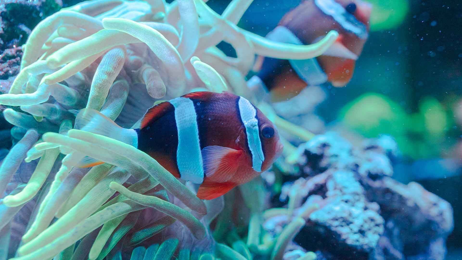 Pez payaso de aleta dorada Poema Del Mar Acuario Gran Canaria