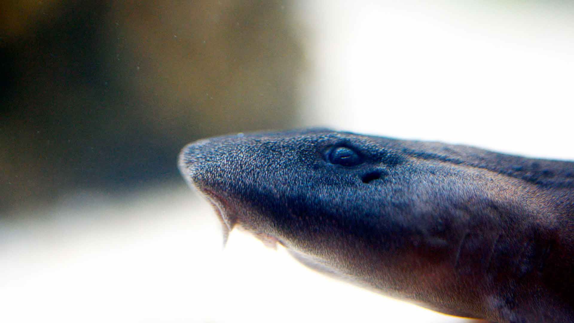 Bamboo Shark