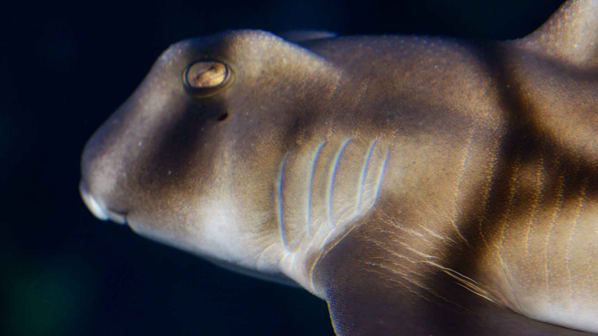 Port Jackson Shark