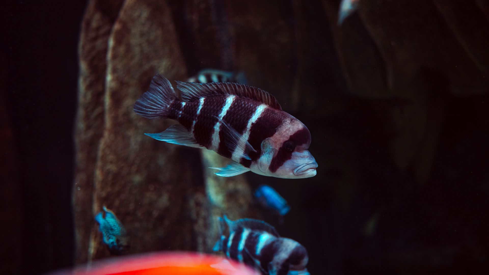 Humphead cichlid Poema Del Mar Aquarium Gran Canaria