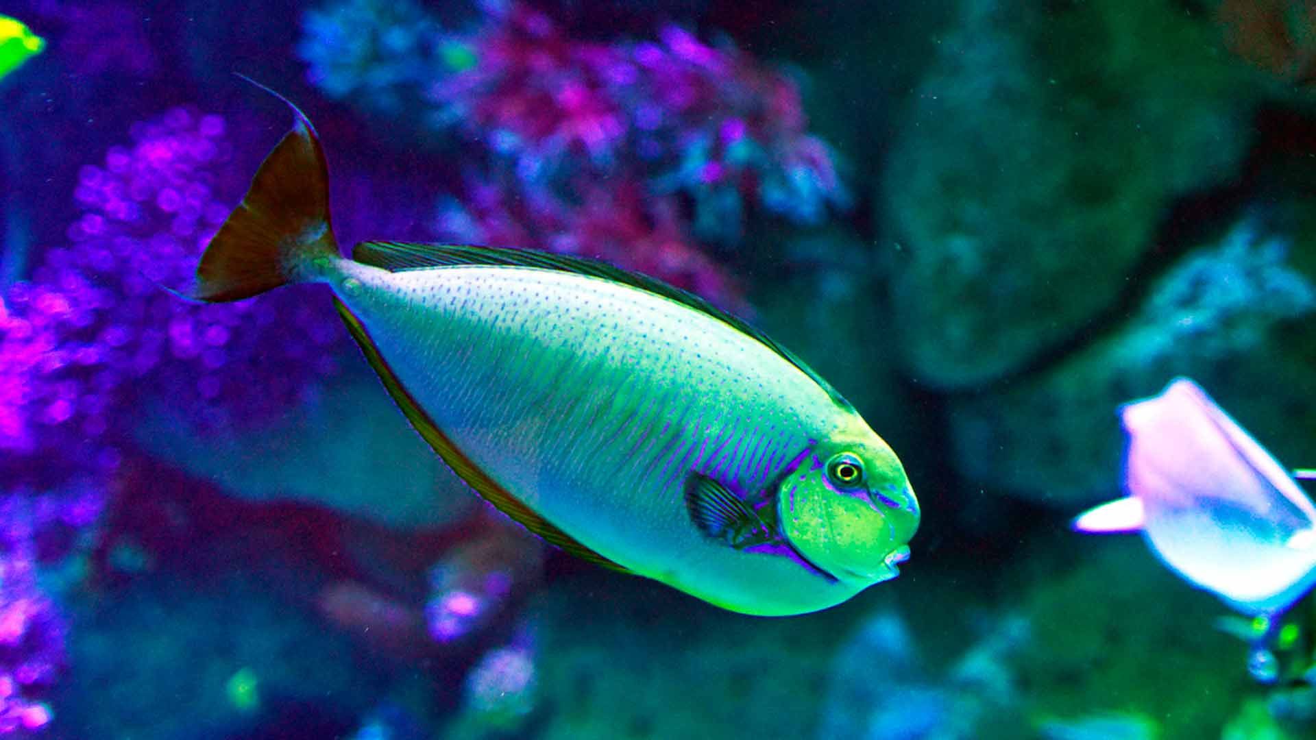 Vlamingni Surgeonfish