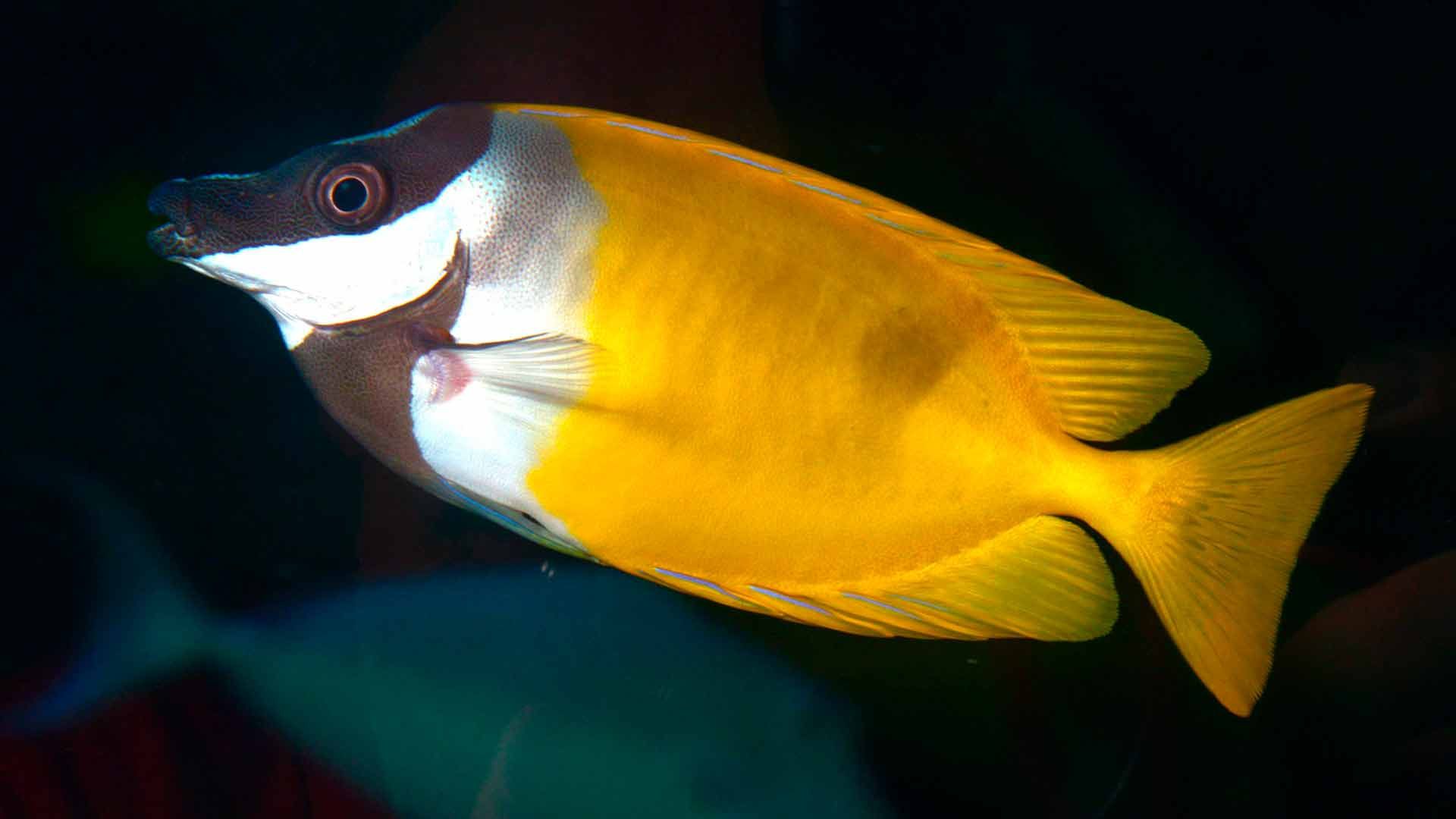 Rabbitfish