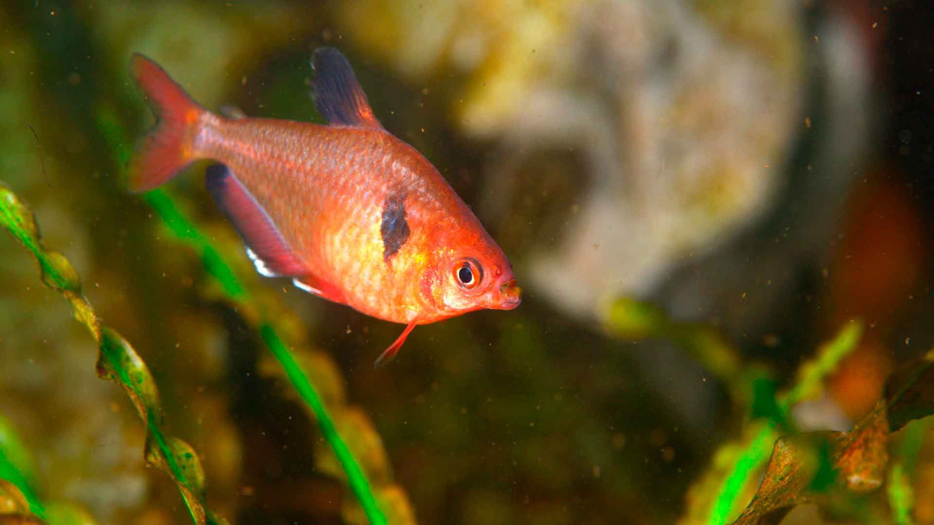 Tetra Fantasma Rojo Poema del Mar Acuario Gran Canaria