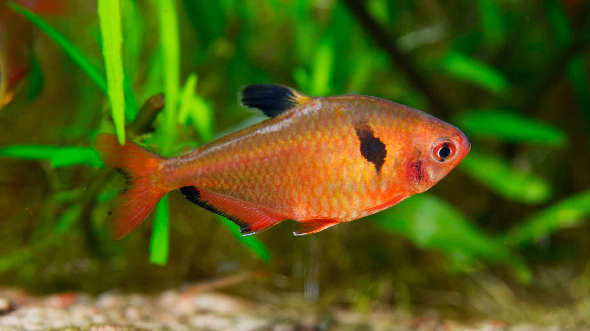 Tetra Rojo