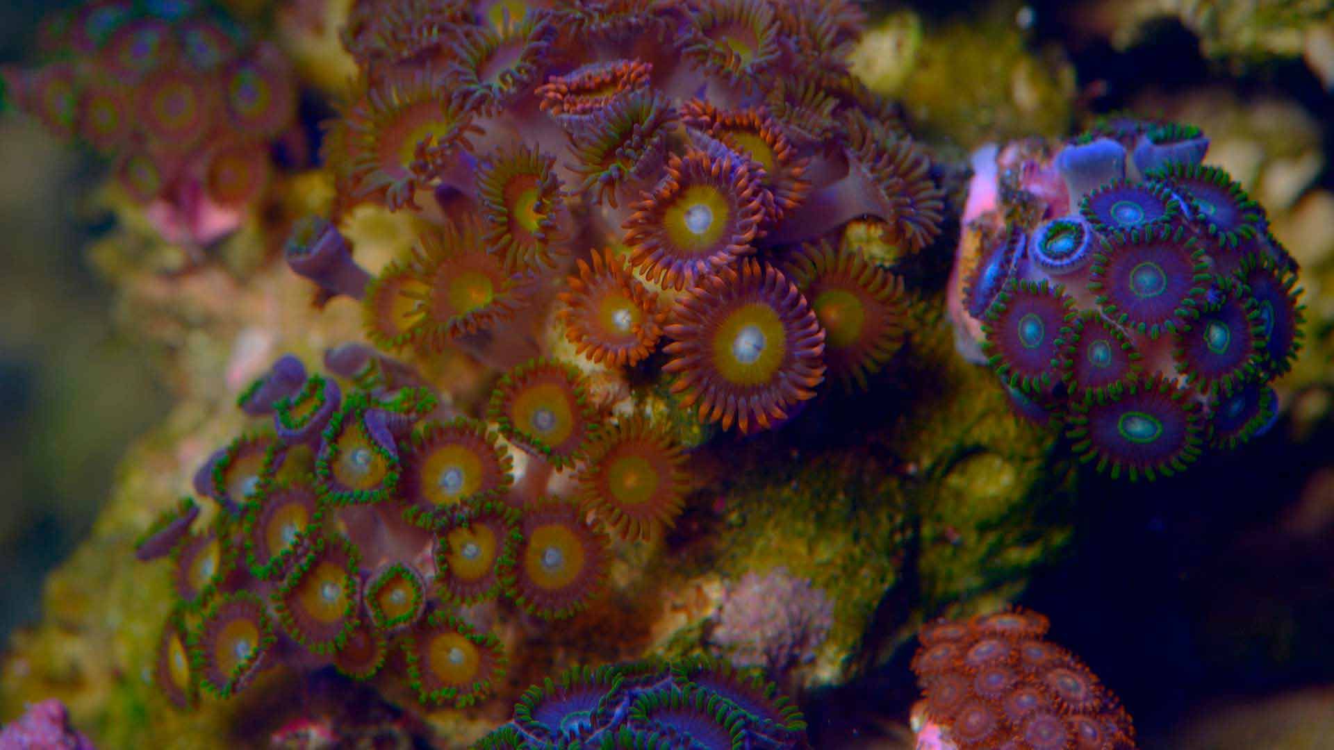 Coral Reef Polyps