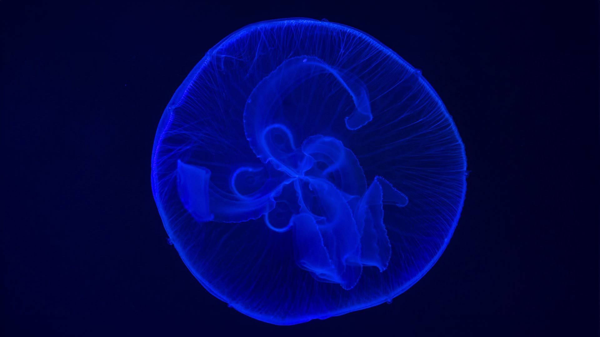 Moon Jelly