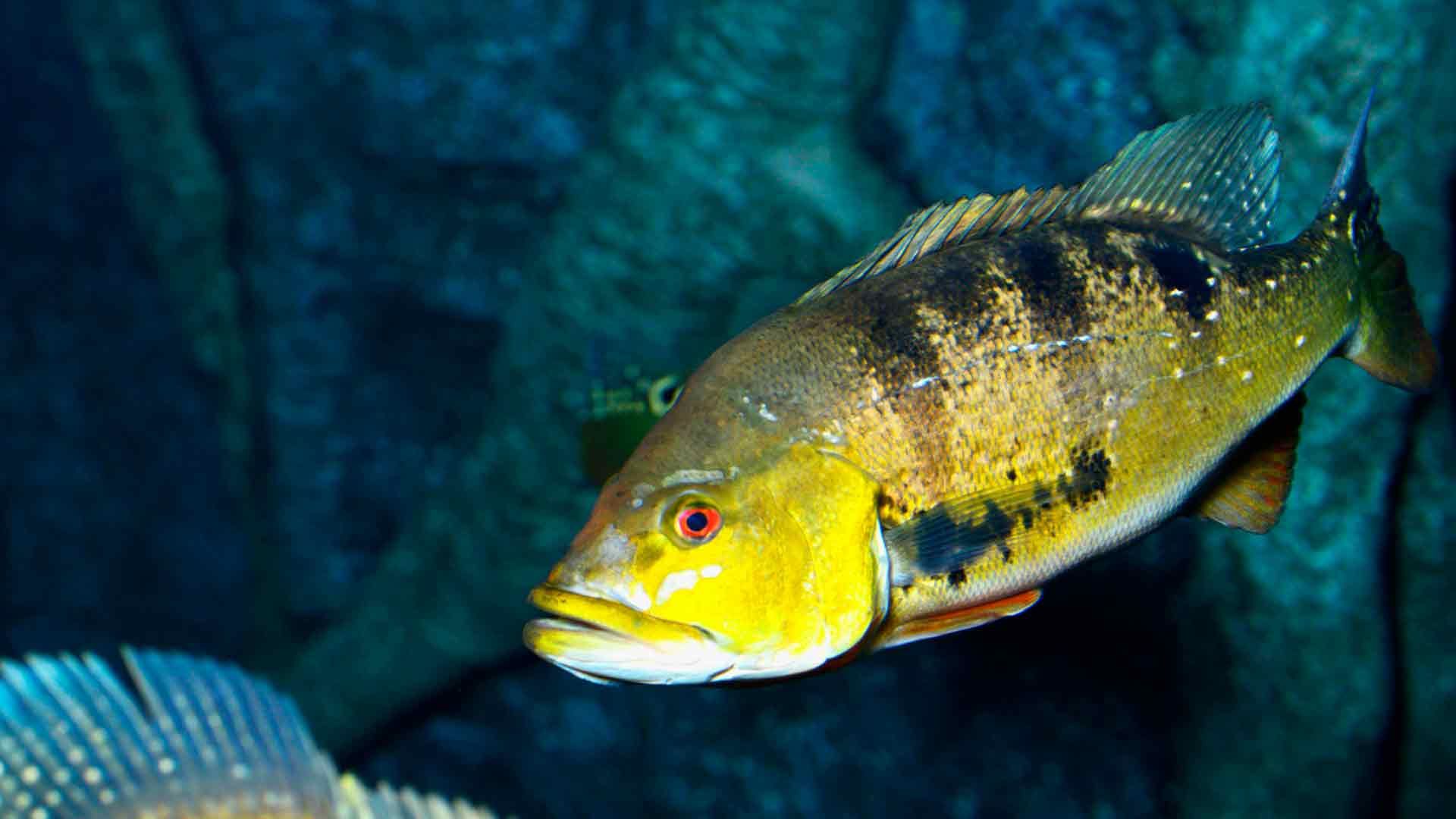 Butterfly Peacock Bass