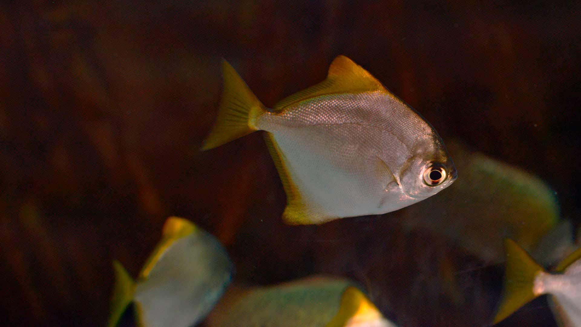 Pez Angel Malayo Poema Del Mar Acuario Gran Canaria