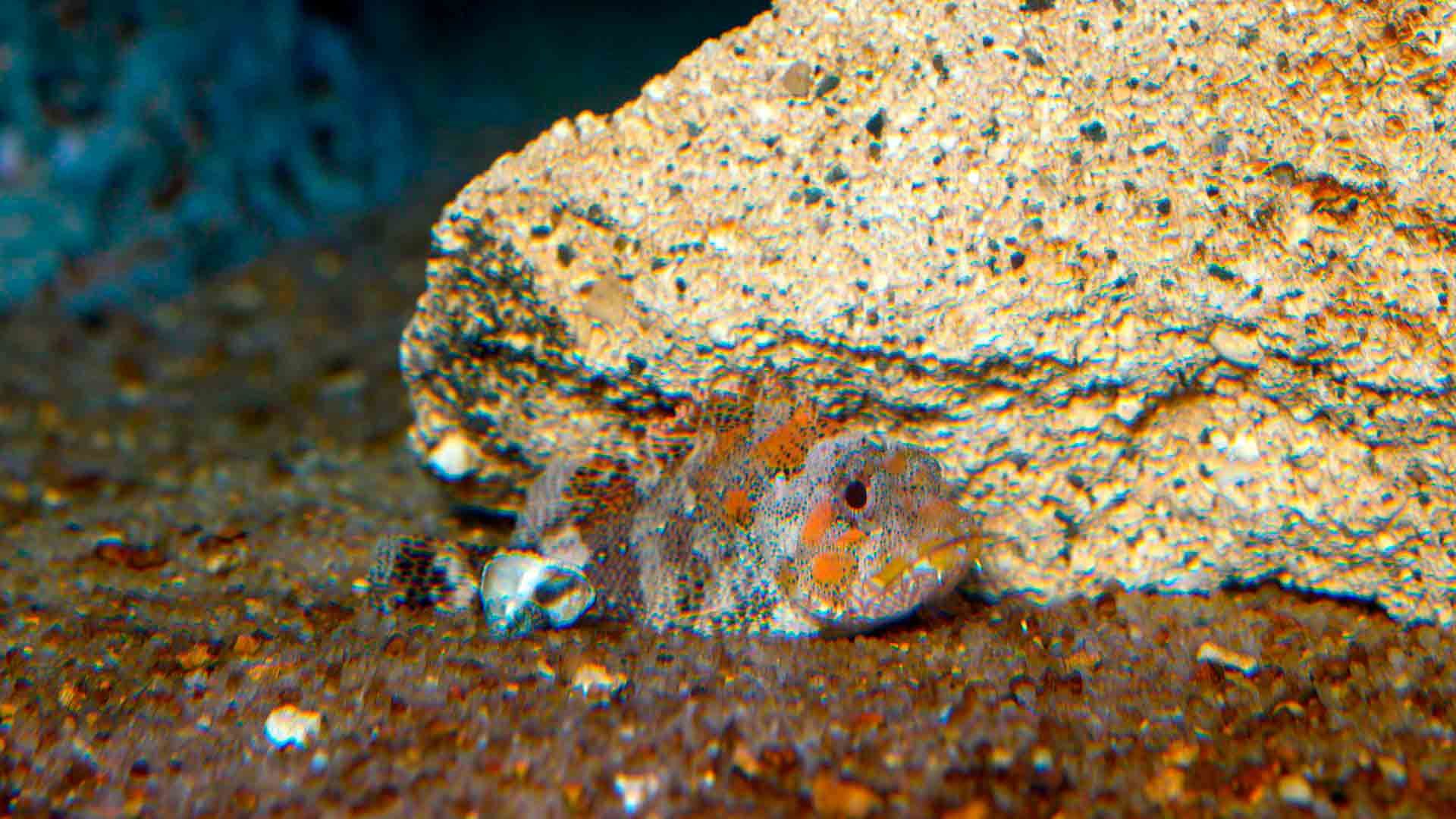 Black Scorpionfish