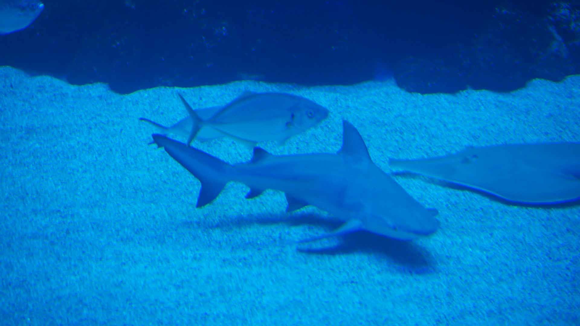 Bull Shark