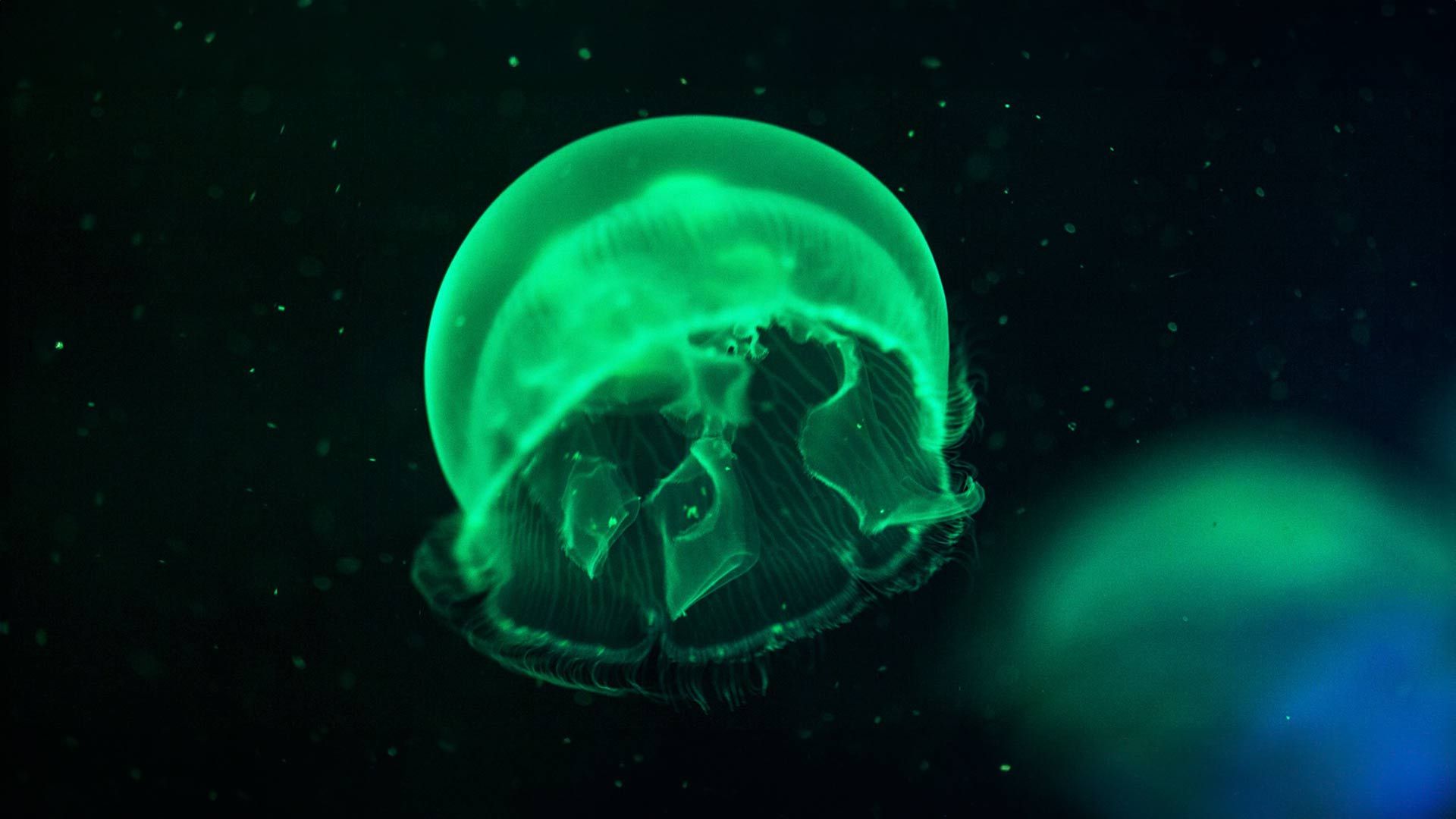 Moon Jelly