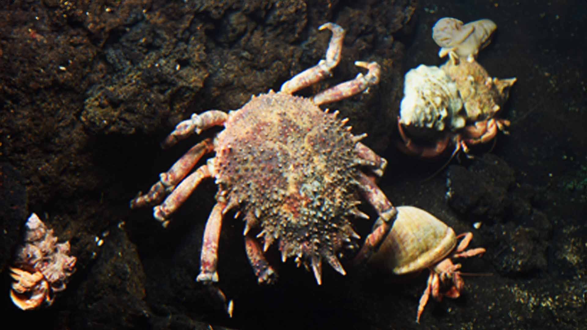 European Spider Crabs