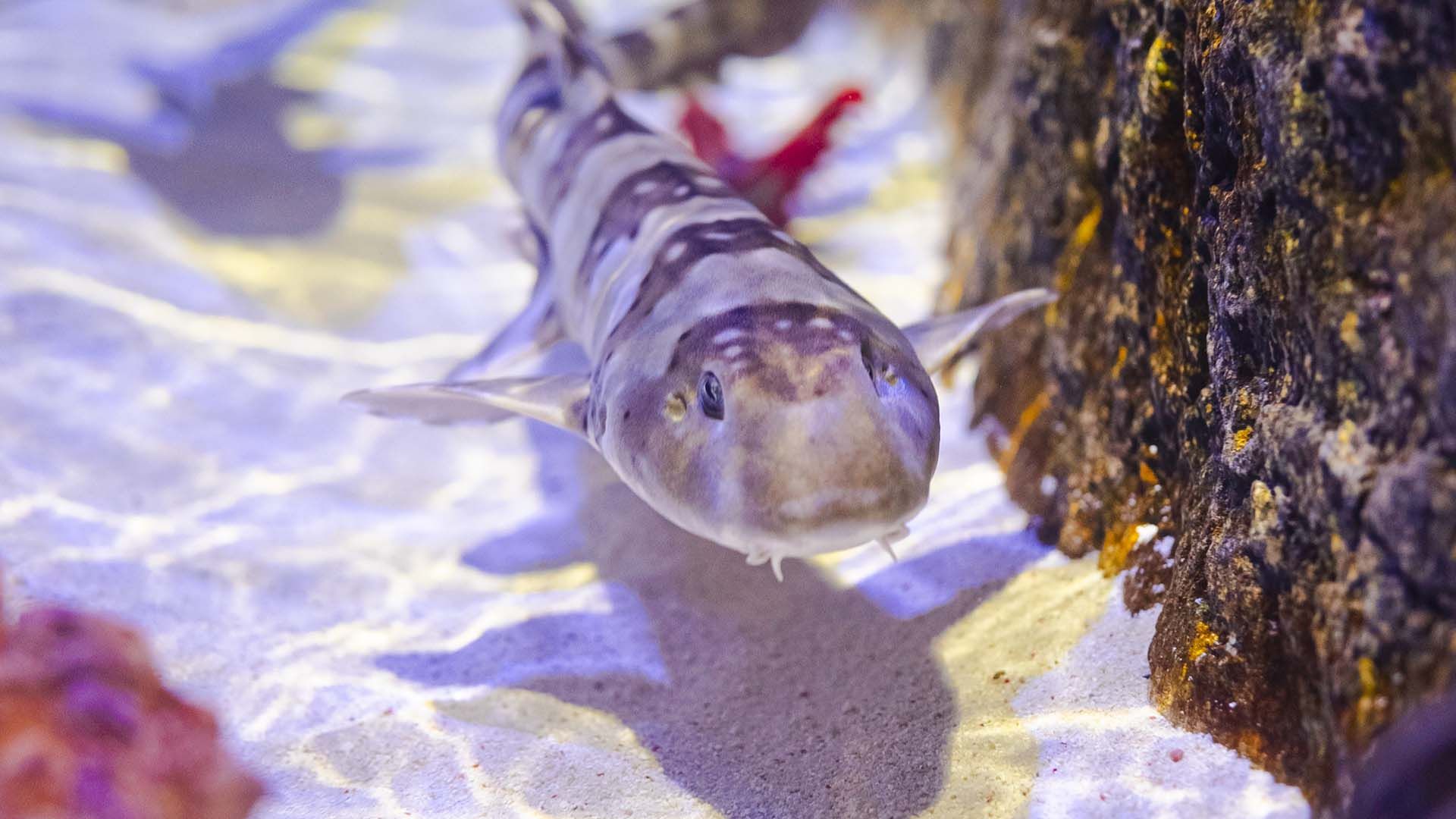 Tiburón bambú Poema Del Mar Acuario Gran Canaria