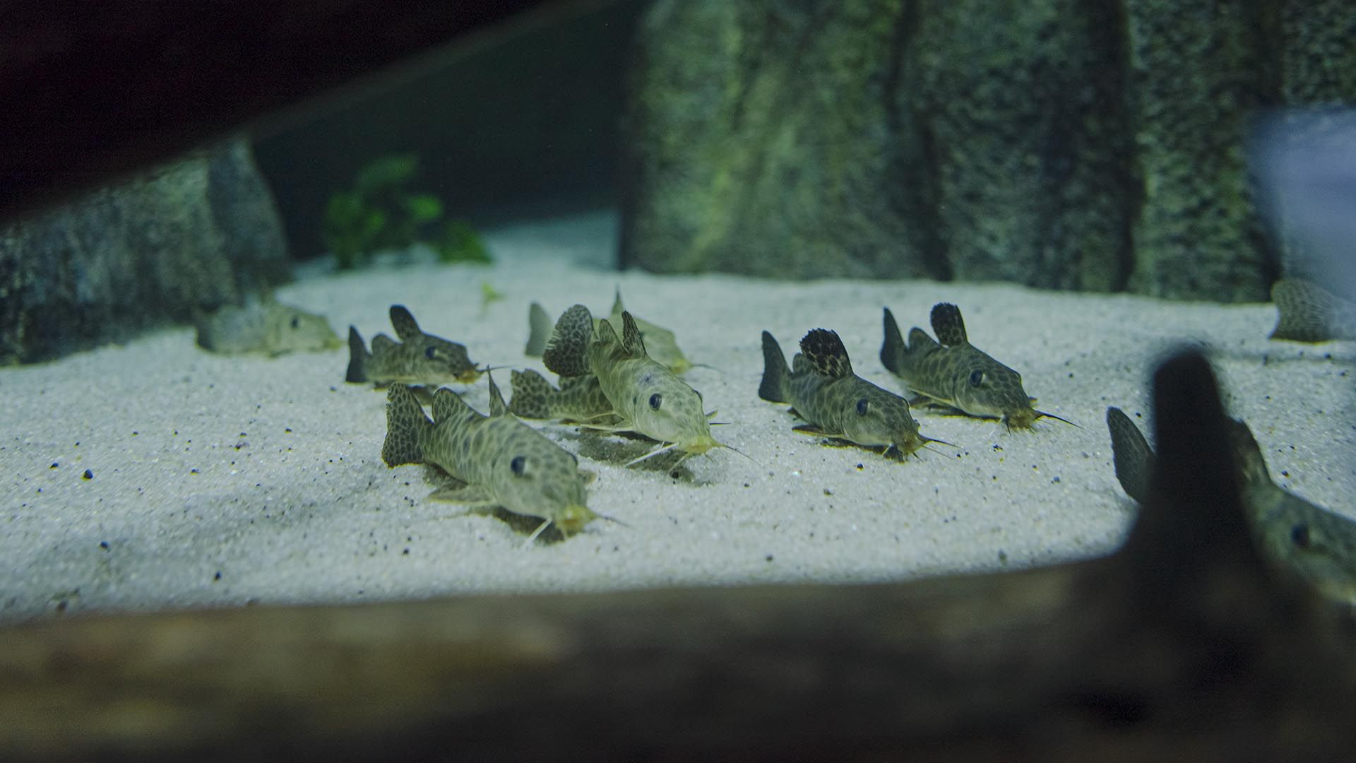 Augenfleckwels Poema Del Mar Aquarium Gran Canaria