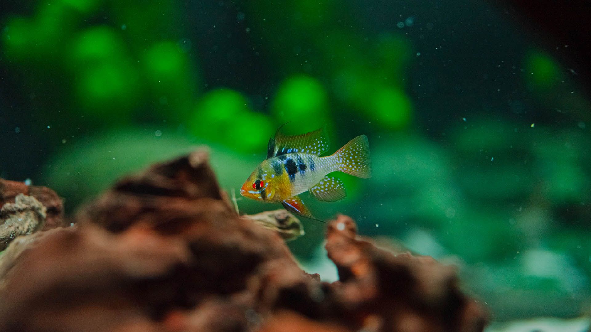 Cíclido enano de Ramírez Poema Del Mar Acuario Gran Canaria