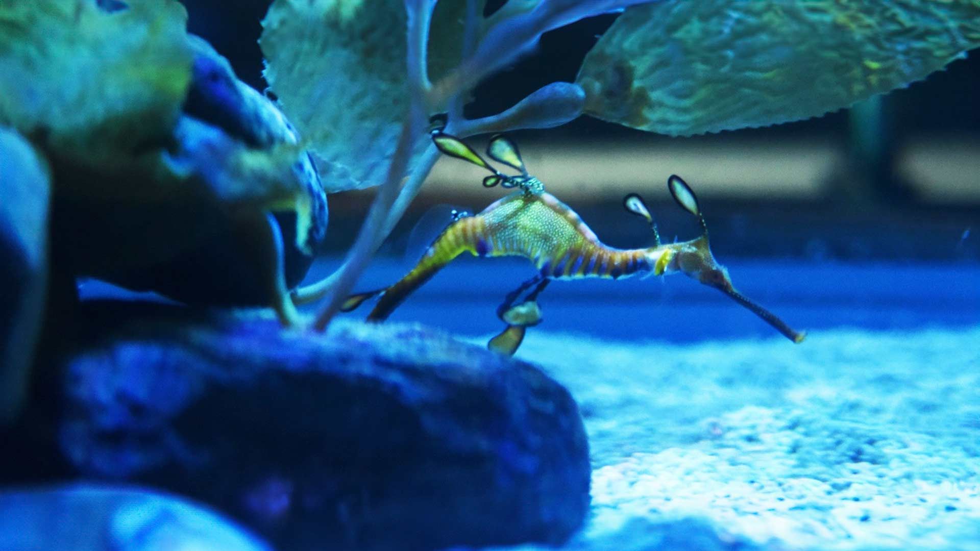 Sea Dragon