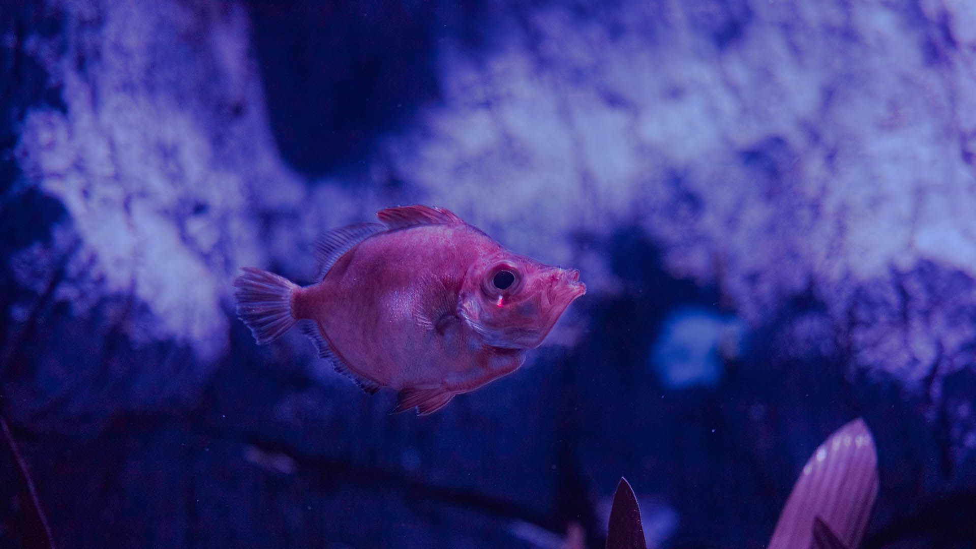 Boarfish Poema Del Mar Aquarium Gran Canaria