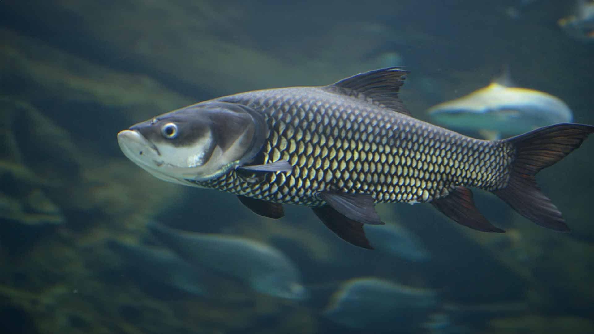 Siamese Giant Carps Poema Del Mar Aquarium Gran Canaria