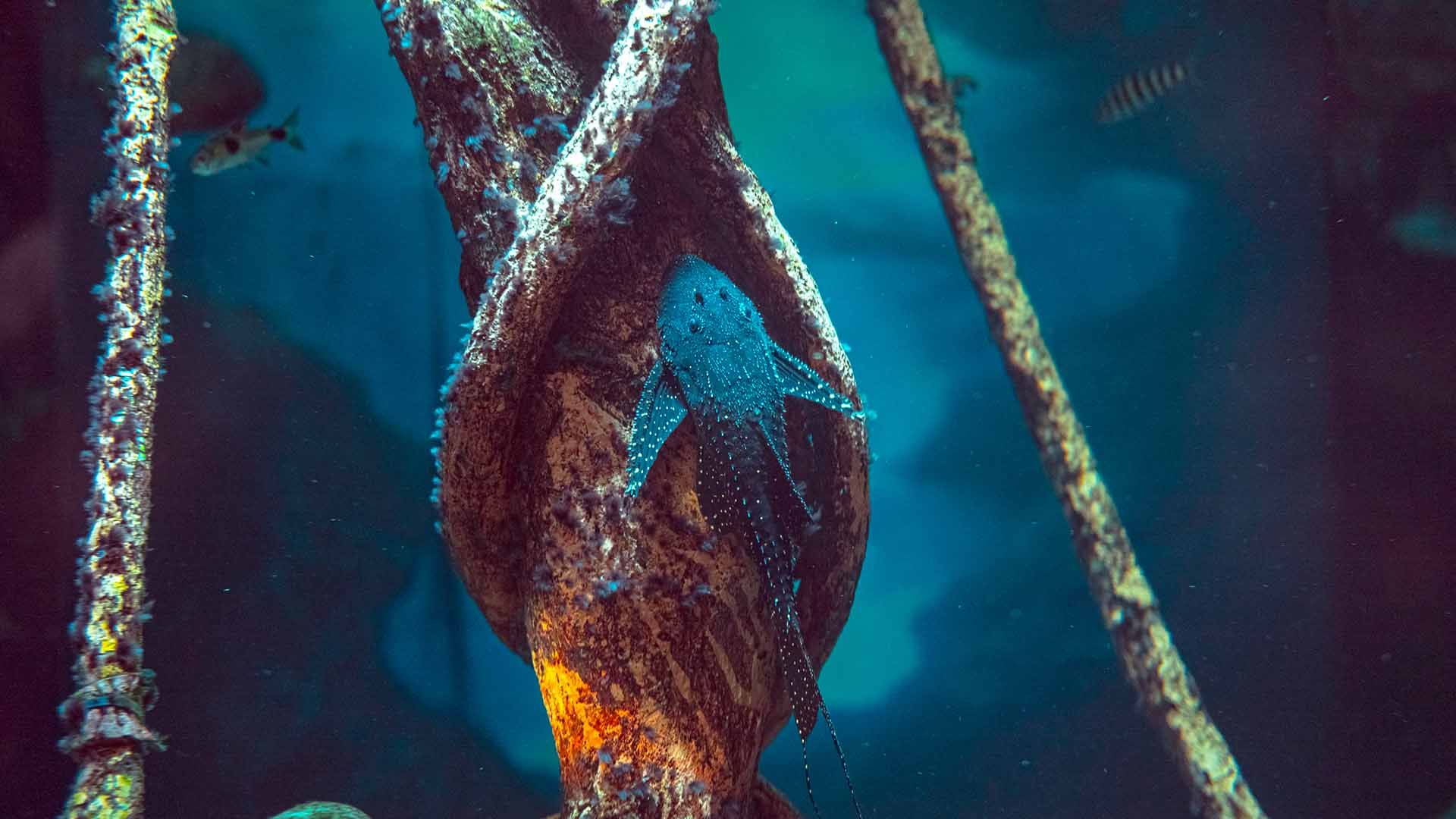 Pleco cola de lira Poema del Mar Acuario Gran Canaria