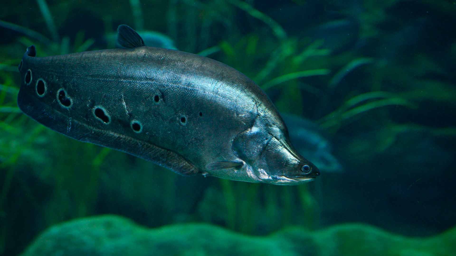 Knifefish