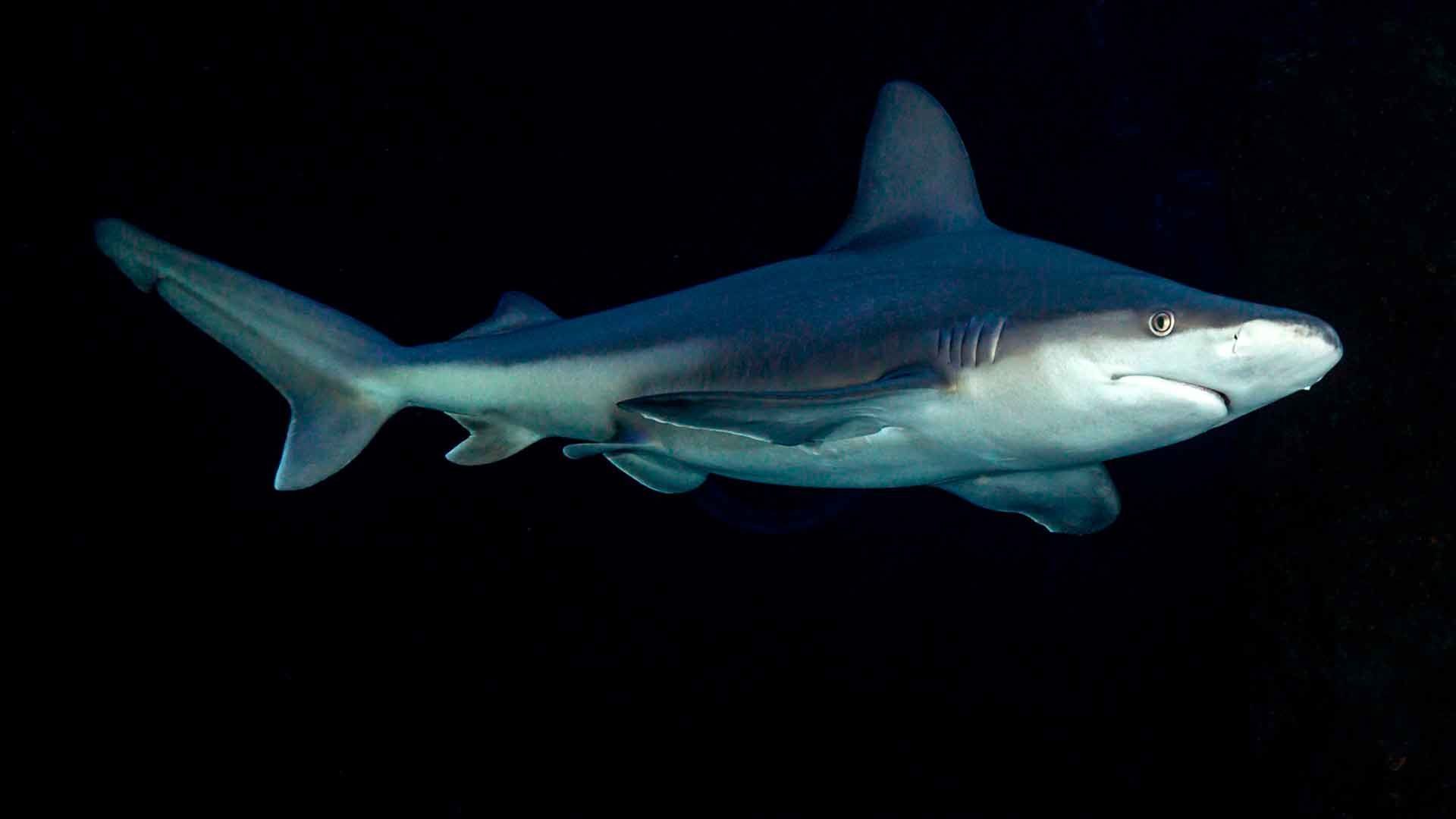 Tiburón Trozo (Gris) Poema Del Mar Acuario Gran Canaria