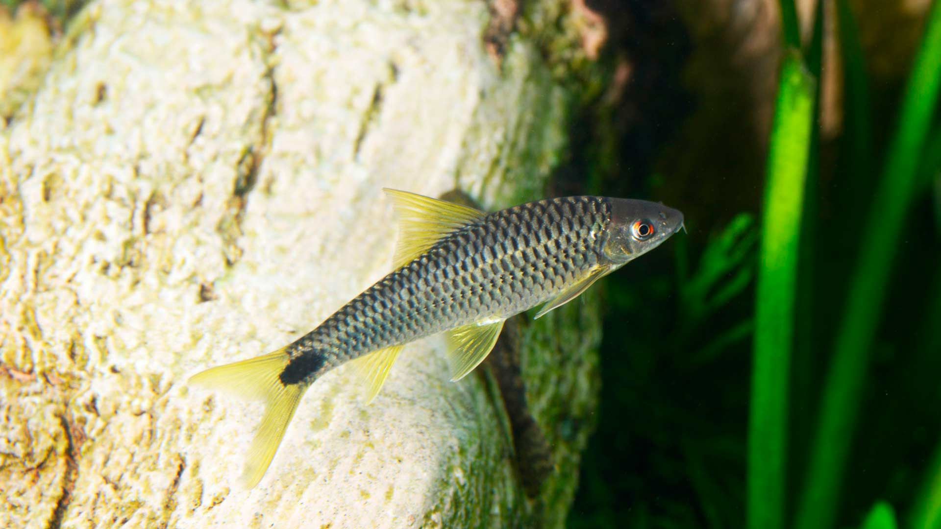 Netzpinselalgenfresser Poema del Mar Aquarium Gran Canaria