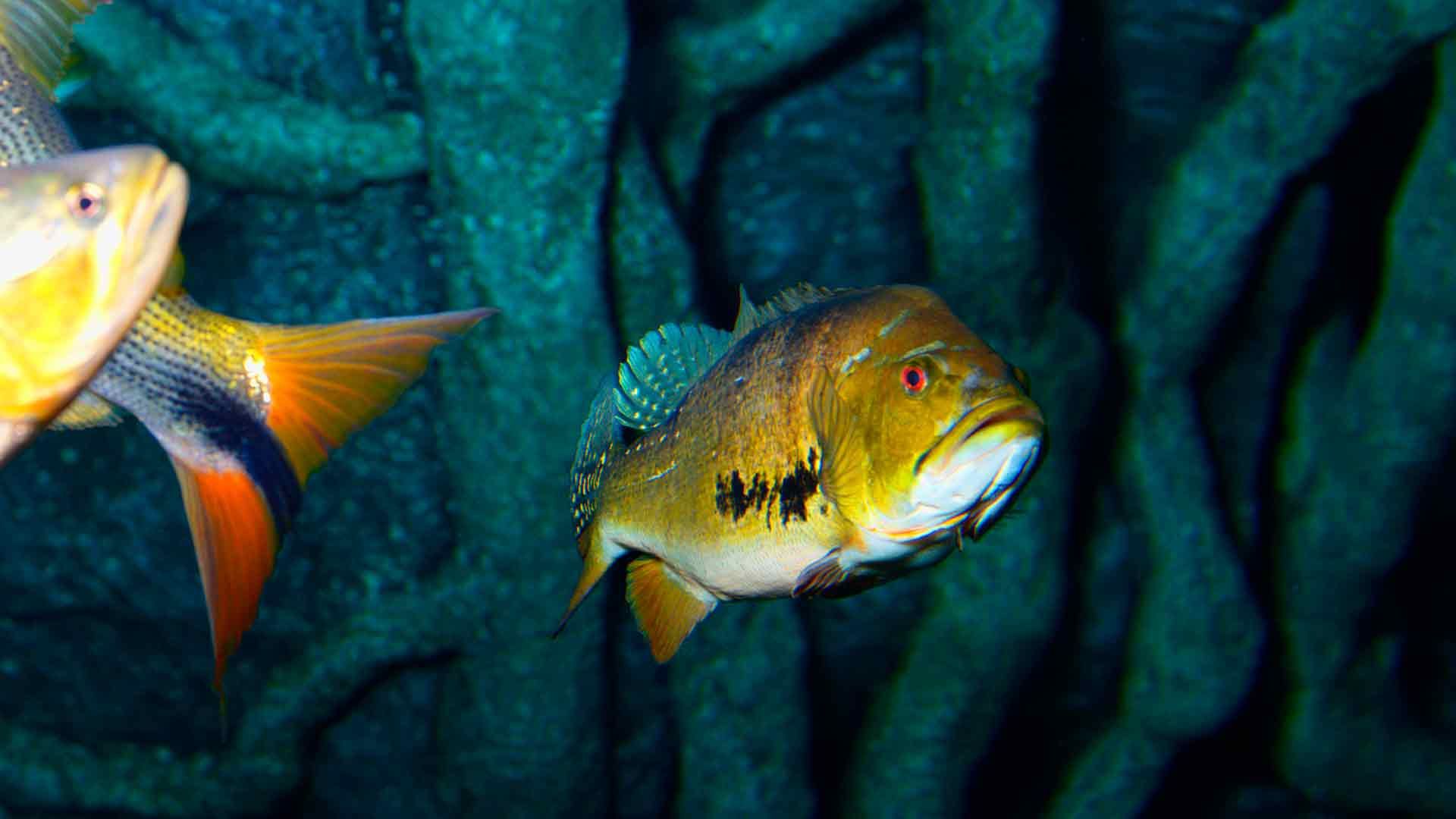 Butterfly Peacock Bass